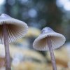 Mycena stipata